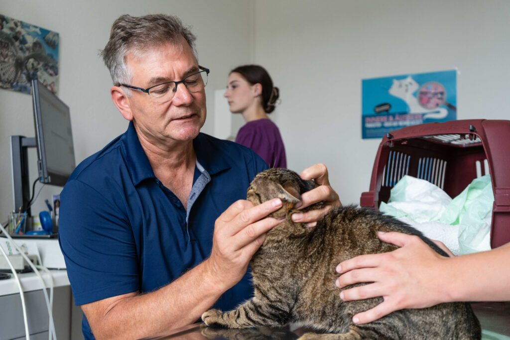 20_Tierarztpraxis Kohl_Behandlung_Katze