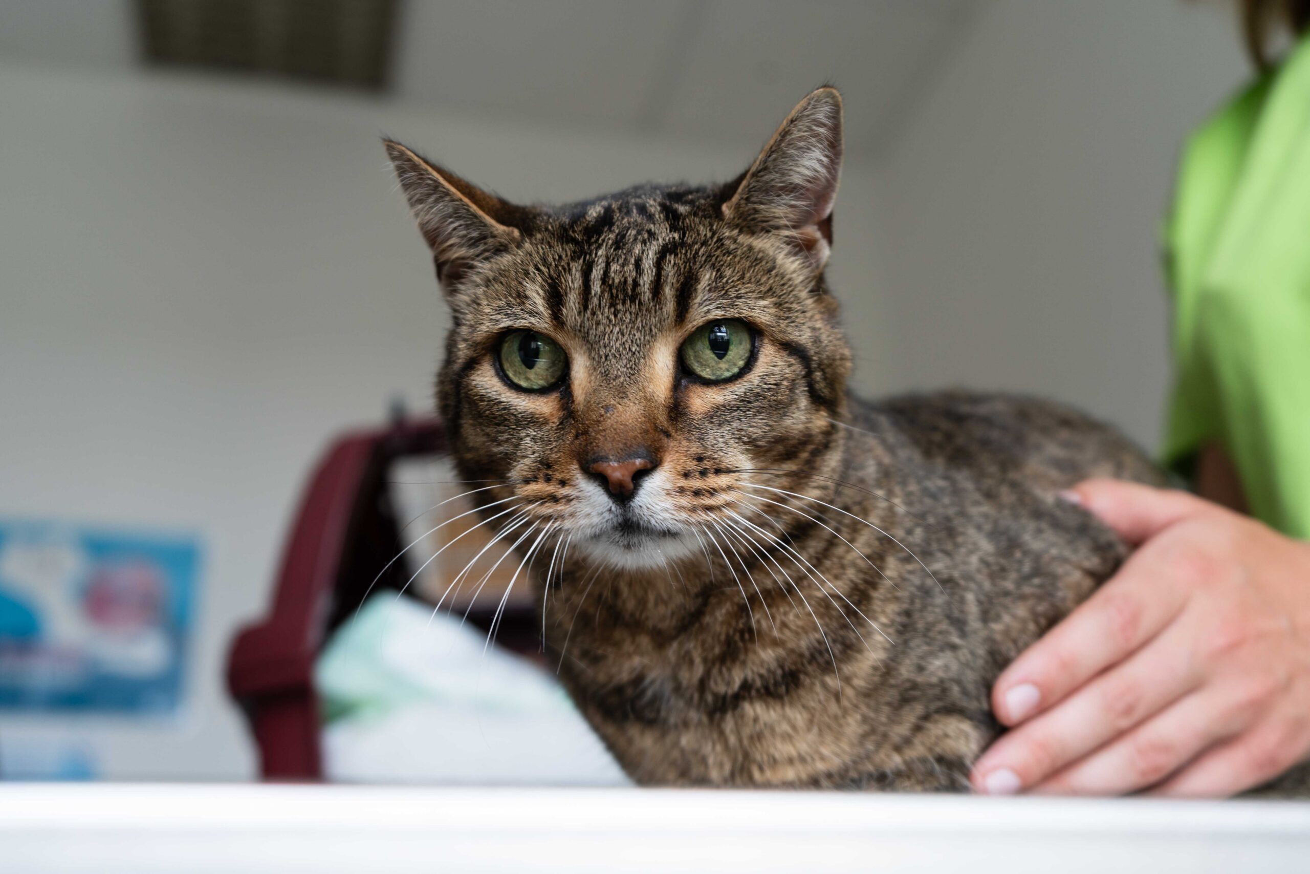 22_Tierarztpraxis Kohl_Katze